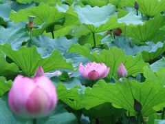 -陈家山荷花公园