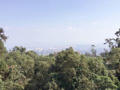 -南山植物园