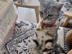-平行世界·猫咖(首经贸店)