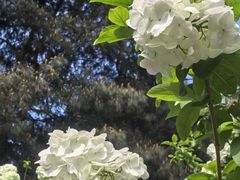 -金水泊山庄·花椒鸡(铁山坪店)