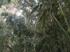 -平湖九龙山庄园圣马可酒店