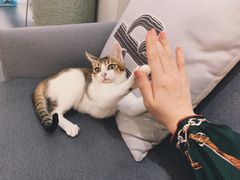 -Heymao猫咖.咖啡厅(东门店)