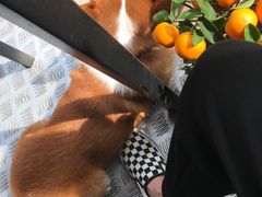 -小梁哥云吞面(黄贝岭店)
