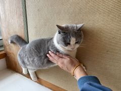 -猫在这儿猫咪咖啡馆·撸猫馆