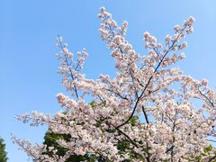 -顾村公园