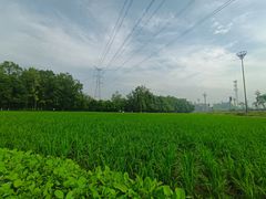 -桤木河湿地公园