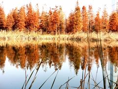 -艾溪湖湿地公园