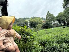 -野蔓果·山野菜(西湖景区·龙井茶田店)