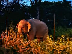 -清迈夜间动物园