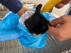 -佳雯宠物医院(四明中路分院)