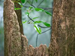 -天目山大树王景区