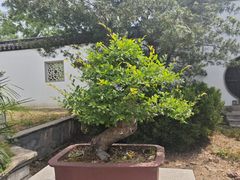 -雨花胜境