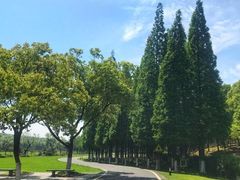 -宜兴龙背山森林公园