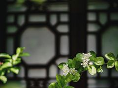 -莫愁湖公园