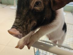 -怪兽屋·羊驼·猫咖·狗咖(俊华广场店)