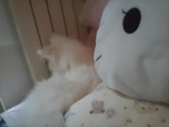 -pd派德宠物中心医院24H急重症·眼科中心·血液透析中心(嵩山北路店)