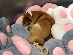 -柴务处·柴犬主题狗咖