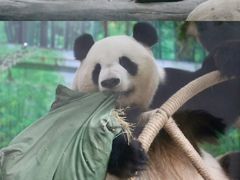 -灵玲国际马戏城