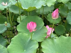 -莲花池公园