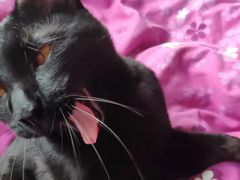 -PETKIT 小佩宠物·低压洗护·美容·寄养(安远店)