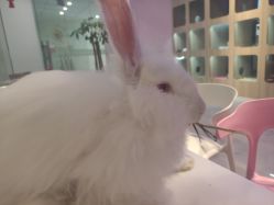 -Moni星球萌宠·小马宝莉·灵蛇·高端高阶全萌宠互动体验俱乐部(红豆国际广场店)