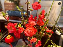 -双季花艺园艺市场(浦东店)