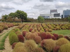 -春花秋色城市公园