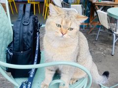 -喵屿·大理花园猫咖