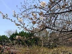-嘉定紫藤园