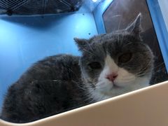 -十年猫舍·猫咪专门店(普陀店)