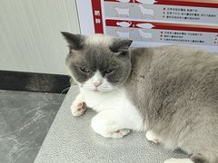 -东莞宠友24H宠物中心医院·转诊夜诊·异宠(新河北路院)