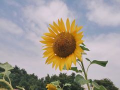 -光明小镇欢乐田园