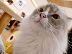 -滚猫咖啡·猫咖·猫友好撸猫(未来城店)