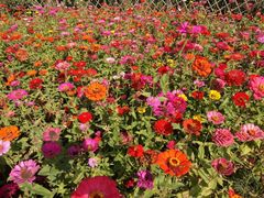 -武汉紫薇都市田园