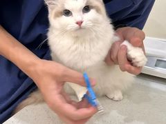 -佩兹宠物医院肿瘤专科·眼科·牙科(黄浦店)