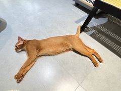 -琪喵猫屋·撸猫猫咖·猫舍