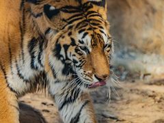 -北京野生动物园