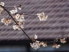 -顾村公园