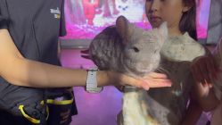 -Zoolung Zoolung动物主题公园(海信广场店)