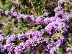 -新疆天山野生动物园