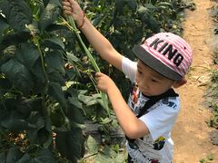 -南汇老顾农家乐采摘大团水蜜桃采摘店