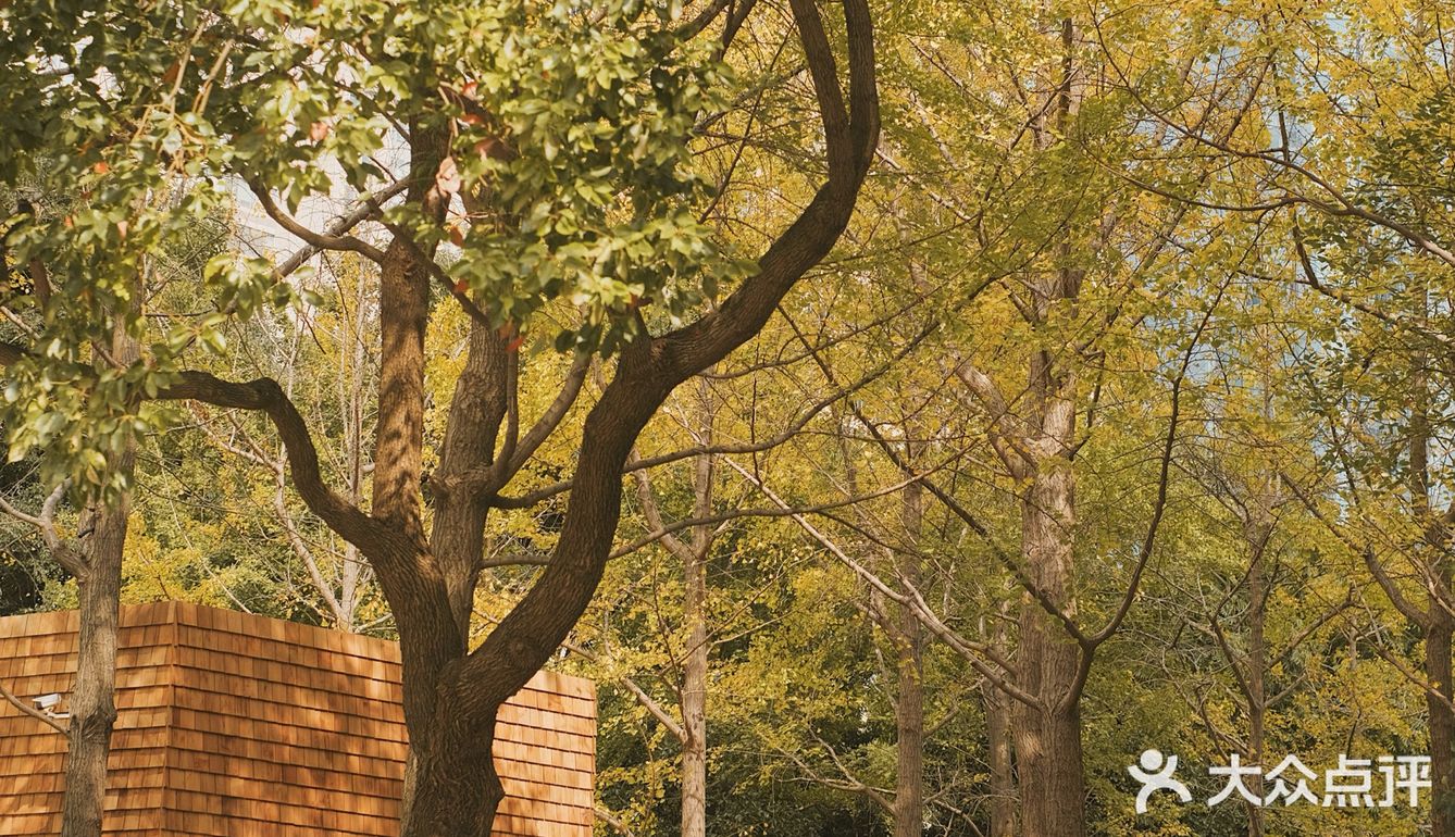 魔都秋天最火的银杏咖啡店