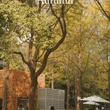 魔都秋天最火的银杏咖啡店