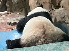 -成都动物园