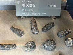 -中国地质博物馆