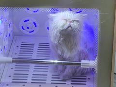 -PETKIT小佩宠物·低压洗护(国顺东路店)