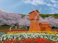 -苏州上方山国家森林公园