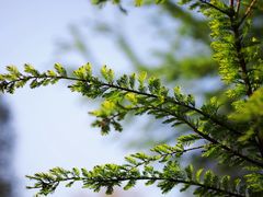 -上海辰山植物园
