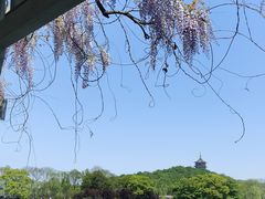 -西湖外事游船(花港观鱼码头)