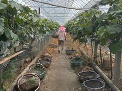 -马陆小张葡萄园农家乐